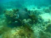 Abrolhos fotos - Mergulho em Abrolhos