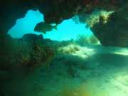 Abrolhos fotos - Mergulho em Abrolhos