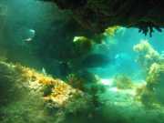 Abrolhos fotos - Mergulho em Abrolhos