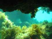 Abrolhos fotos - Mergulho em Abrolhos