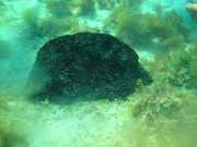 Abrolhos fotos - Mergulho em Abrolhos