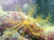 Abrolhos fotos - Vida Marinha