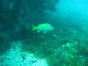 Abrolhos fotos - Vida Marinha