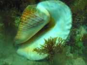 Abrolhos fotos - Vida Marinha