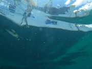 Abrolhos fotos - Mergulho em Abrolhos