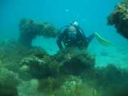 Abrolhos fotos - Mergulho em Abrolhos