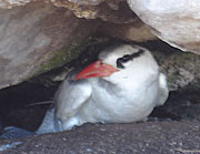 Grazina ou Rabo-de-palha - Abrolhos