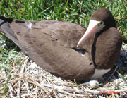 Piloto - pardo ou Atobá marrom - Abrolhos