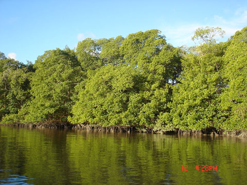 Manguezal Rio Peruípe - Ilha da Cassumba - bahia