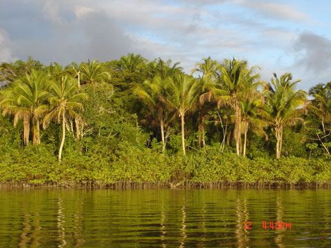 Ilha da Cassumba - Costa das baleias - Extremo Sul da Bahia