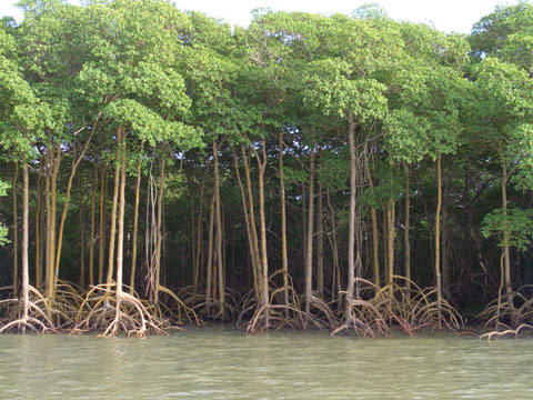 Manguezal Ilha da Cassumba - Nova Viçosa, BA