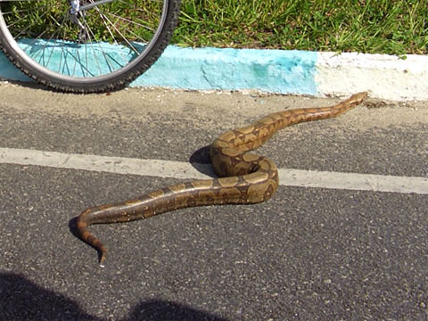 Cobra na estrada de Caravelas - Barra de Caravelas