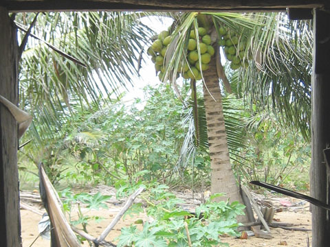 cachos de coco verde