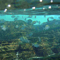 Mergulhadores em Abrolhos, BA