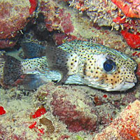 Mergulho em Abrolhos, BA