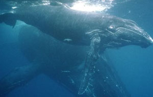 Baleia e filhote