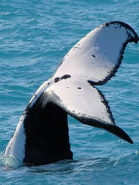 Nadadeira caular | Baleia Jubarte