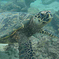 Abrolhos Ba
